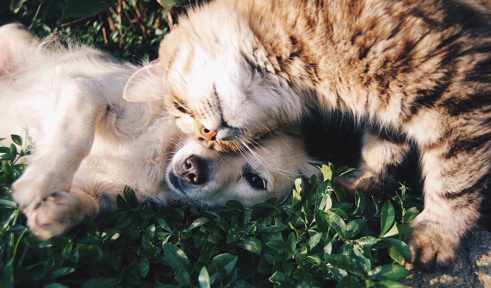 Pet Sympathy: 5 Comforting Messages to Say to Someone Who Has Lost a Pet
