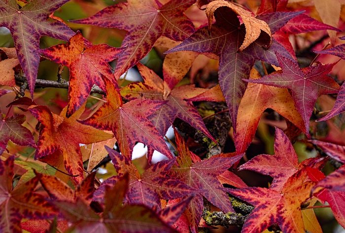 Memorial Trees as Sympathy Gifts: Tree Species to Plant for the Fall Season