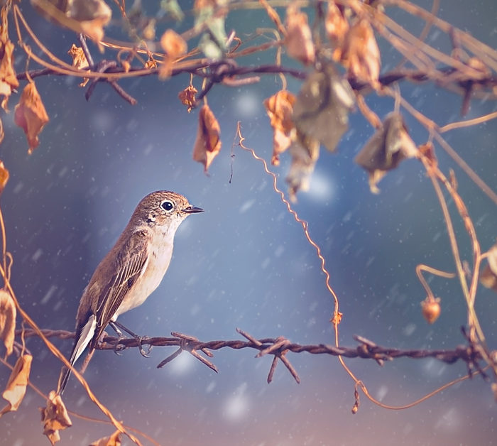 How to Take Care of Memorial Trees in Winter